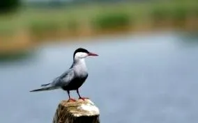 madarak