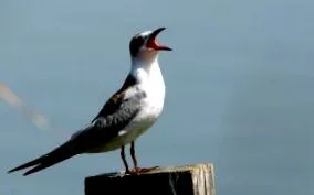 madarak