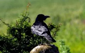 madarak