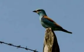 fauna