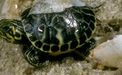 pseudemys