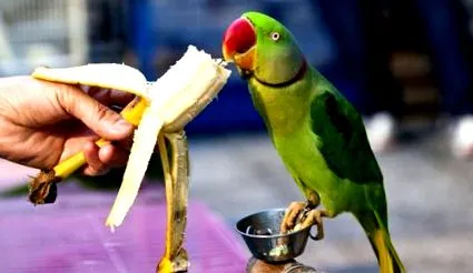 baromfi