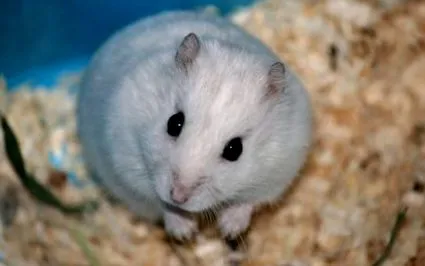 Yersinia pseudotuberculosis