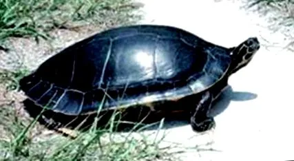 Pseudemys concinna