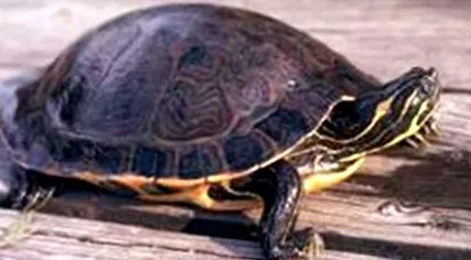 Pseudemys concinna