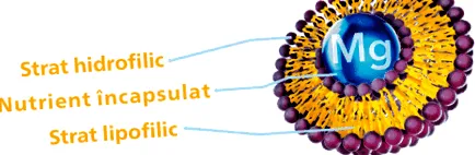 protokollja hypernatura