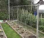 Hogyan lehet megszabadulni a fekete szúnyogok a paradicsom és uborka