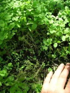 Melyik zöldtrágya tavasszal a növény a kertben, a természetes gazdálkodás iskola (tavaszi) Melyik zöldtrágya tavasszal a növény a kertben, a természetes gazdálkodás iskola