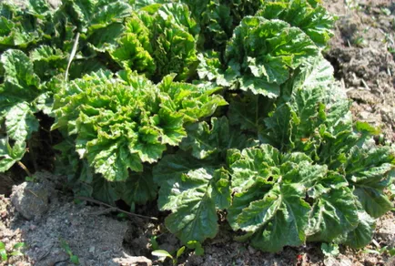 Hogyan lehet megszabadulni a medvetalp vegyszerek nélkül 5 lépésben