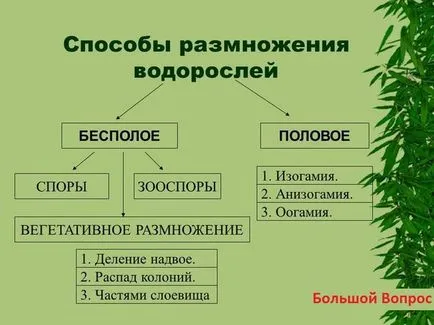 Hogyan algák szaporodnak