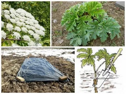 Hogyan lehet megszabadulni a medvetalp vegyszerek nélkül 5 lépésben