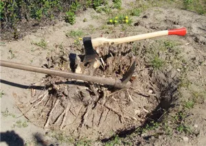 Hogyan lehet megszabadulni a gyökerek a fák a kertben