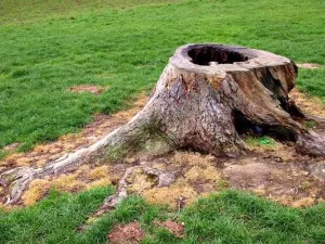 Hogyan lehet megszabadulni a gyökerek a fák a kertben