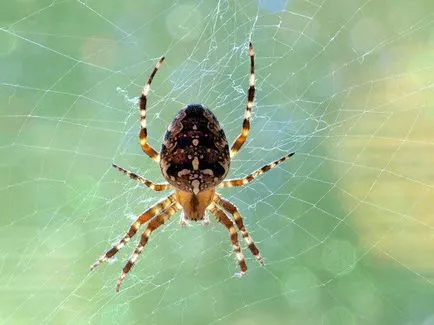 Hogyan lehet megszabadulni a pókok otthonában (megszabadulni) Hogyan lehet megszabadulni a pókok otthonában