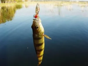 Hogyan lehet elkapni a halat egy spinning- válogatás a legjobb csevelős