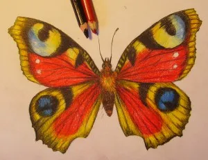 Hogyan kell felhívni a pillangó rajz ceruzával szakaszosan, babám