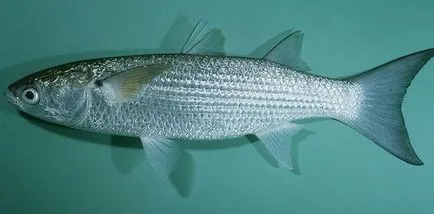 Ahogy elkapni márna a Fekete-tenger (márna) Ahogy elkapni márna a Fekete-tenger