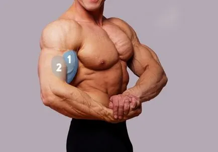 Hogyan kell építeni a bicepsz - a helyes irányba, hogy növelje a népszerű izom