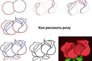 Hogyan kell felhívni a rózsa szakaszokban