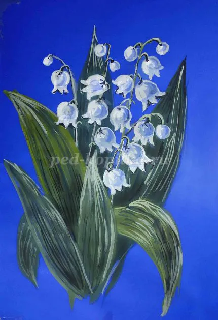 Hogyan kell felhívni a gyöngyvirág gouache szakaszaiban
