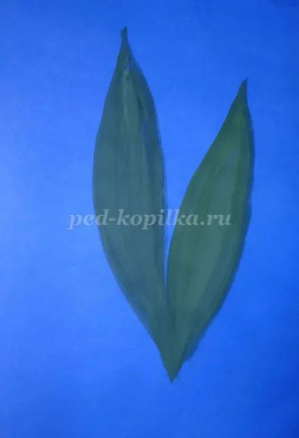 Hogyan kell felhívni a gyöngyvirág gouache szakaszaiban