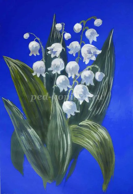 Hogyan kell felhívni a gyöngyvirág gouache szakaszaiban