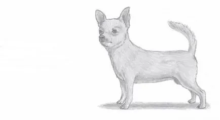 Hogyan kell felhívni a Chihuahua ceruza szakaszaiban