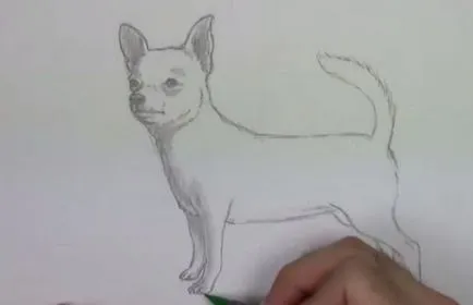 Hogyan kell felhívni a Chihuahua ceruza szakaszaiban