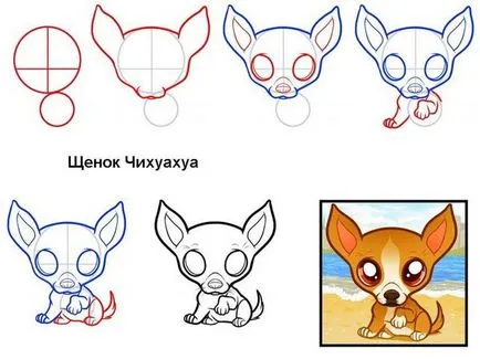 Hogyan kell felhívni a Chihuahua ceruza szakaszaiban