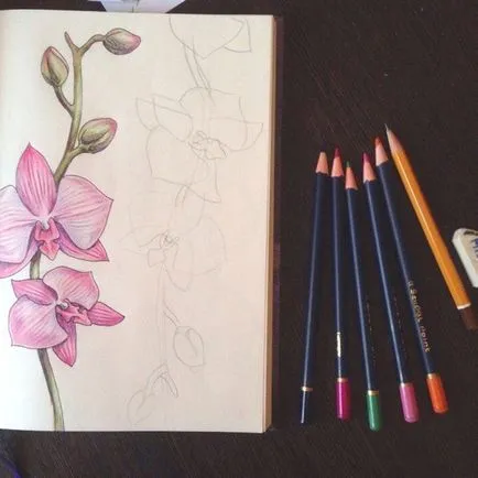 Hogyan kell felhívni orchidea