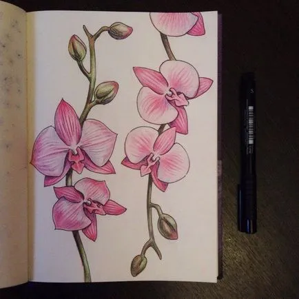 Hogyan kell felhívni orchidea