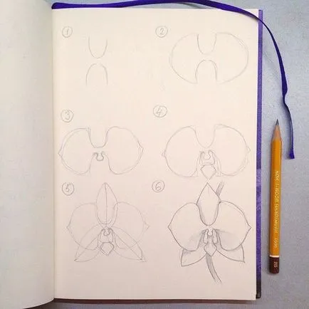 Hogyan kell felhívni orchidea