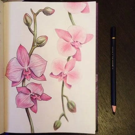 Hogyan kell felhívni orchidea