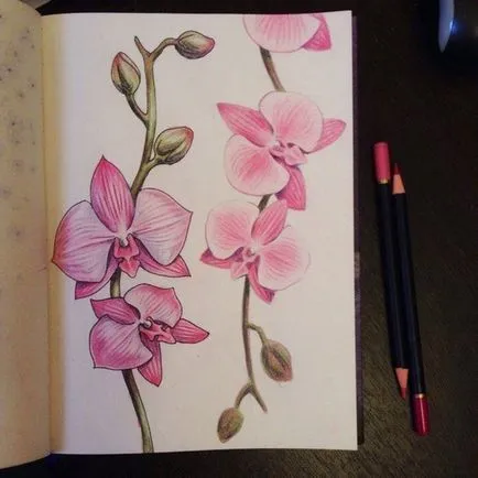 Hogyan kell felhívni orchidea