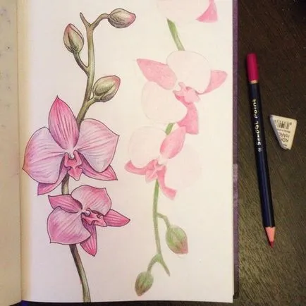 Hogyan kell felhívni orchidea