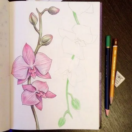 Hogyan kell felhívni orchidea