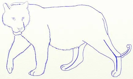 Hogyan kell felhívni a tigris túrák, tigris ceruzarajz (döntetlen tigris) Hogyan kell felhívni a tigris szakaszosan, ceruzarajz tigris