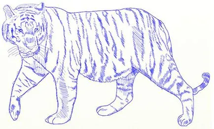 Hogyan kell felhívni a tigris szakaszában, rajz ceruza tigris (fokozat) Hogyan kell felhívni a tigris szakaszosan, ceruzarajz tigris