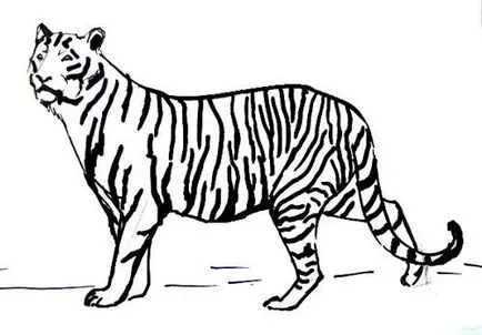 Hogyan kell felhívni a tigris
