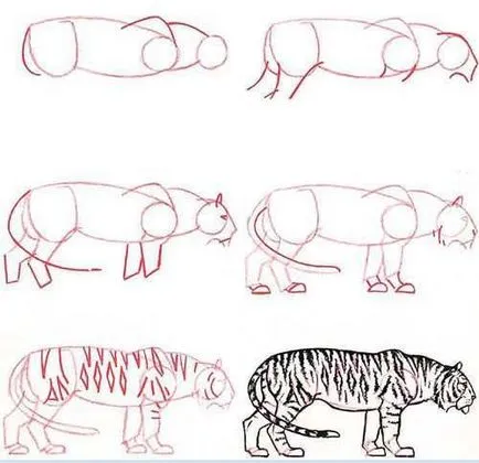 Hogyan kell felhívni a tigris ceruza szakaszaiban