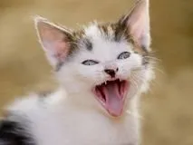 Hogyan kommunikál a macska, a macska asszisztens (cat) Hogyan kommunikál a macska, a macska Assistant