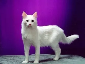 Hogyan kommunikál a macska, a macska asszisztens (cat) Hogyan kommunikál a macska, a macska Assistant