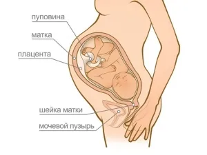 Hogyan állapítható meg, az igazi fájások a születés előtt