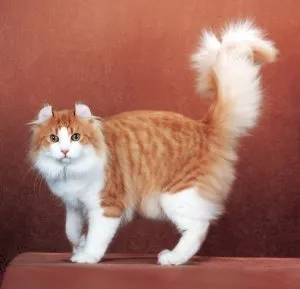 Hogyan kommunikál a macska, a macska asszisztens (cat) Hogyan kommunikál a macska, a macska Assistant