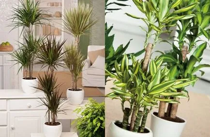 Hogyan vágni dracaena elágaztatásra, termelő oldalhajtások, a csúcs, vágás otthon (oldalsó) Hogyan vágni dracaena elágaztatásra, termelő oldalhajtások, a hegye a vágás otthon