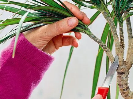 Hogyan vágni dracaena a csecsemők gondozása egy pálmafa otthon