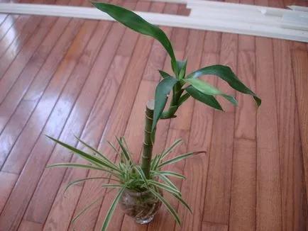 Hogyan vágni dracaena a csecsemők gondozása egy pálmafa otthon