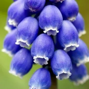 Hogyan működik a telepítési és gondozása muscari az országban (fotók fajták) (telepítési) Hogyan működik a telepítési és gondozása muscari az országban (fotók fajták)