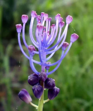 Hogyan működik a telepítési és gondozása muscari az országban (fotók fajták) (Muscari) Hogyan működik a telepítési és gondozása muscari az országban (fotók fajták)