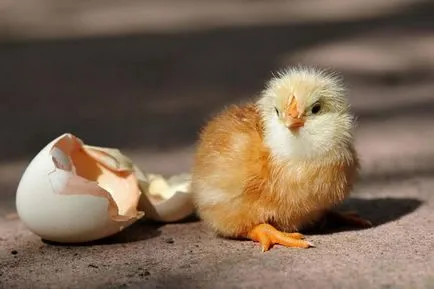 Hogyan állapítható meg, a szex egy csirke csibék, hogyan lehet megkülönböztetni a nemek